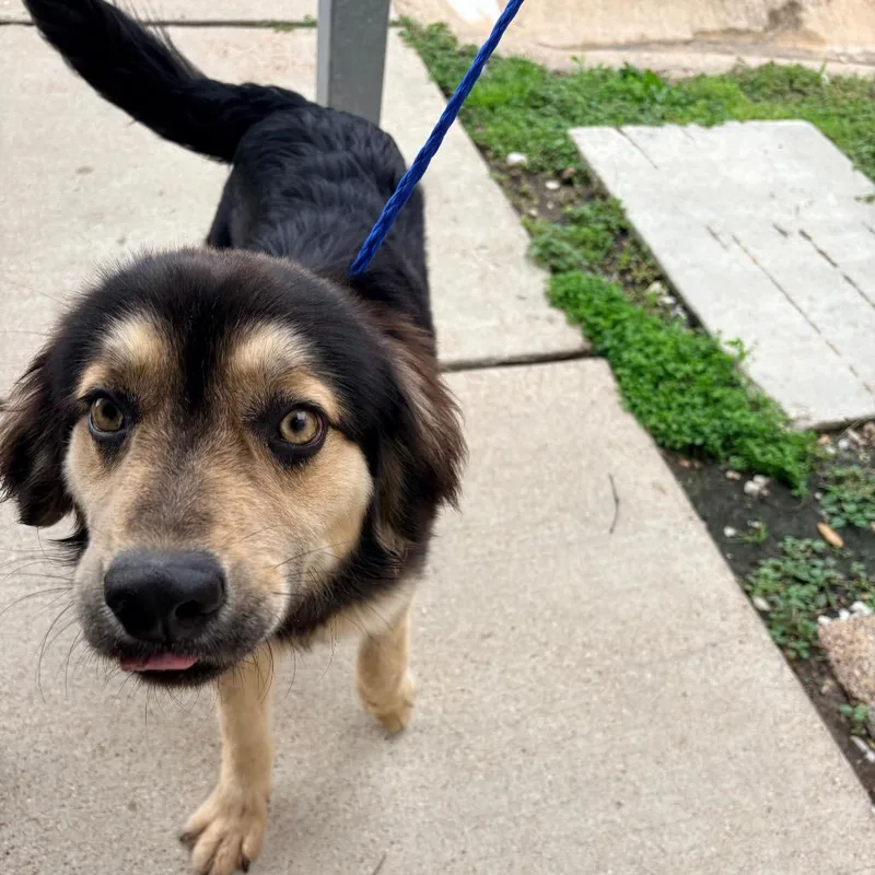 A young medium-sized male Black Shepherd dog named Rivers for adoption in Bryan, TX