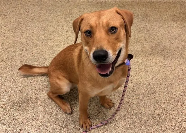A young large-sized male Labrador Retriever dog named Dusty for adoption in Colorado Springs, CO