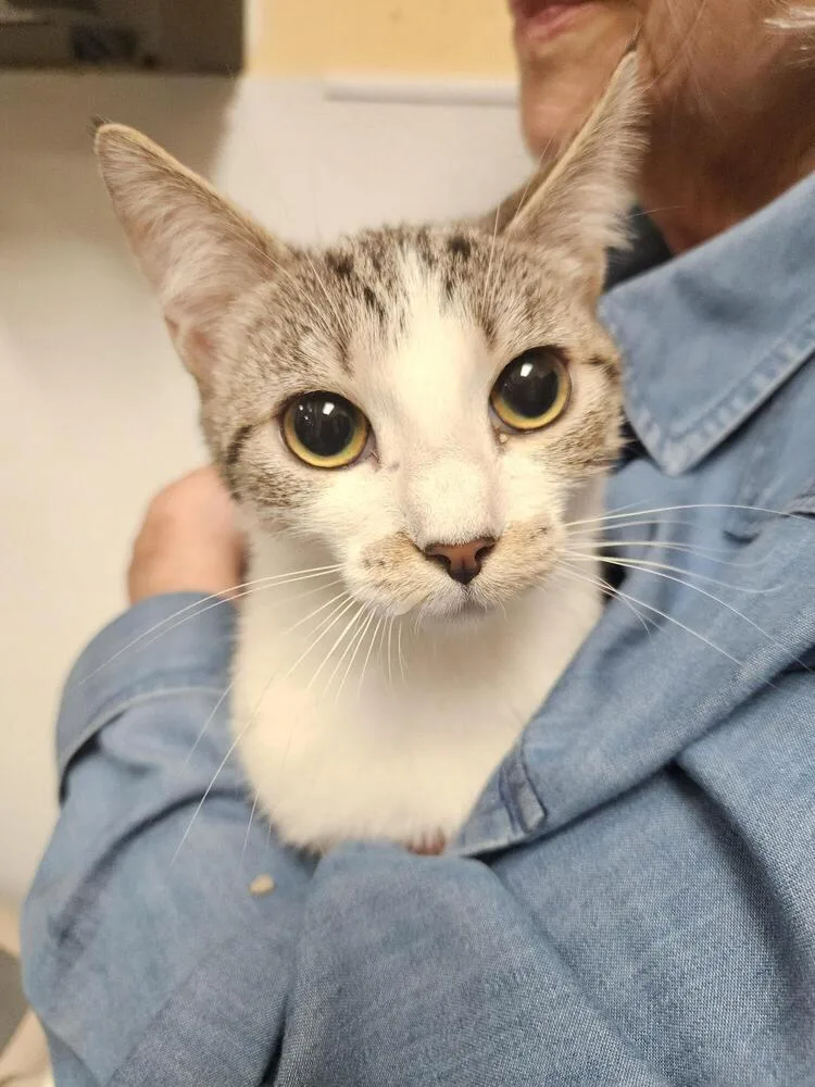 A young small-sized female Tabby cat named Ashe for adoption in Greensboro, NC