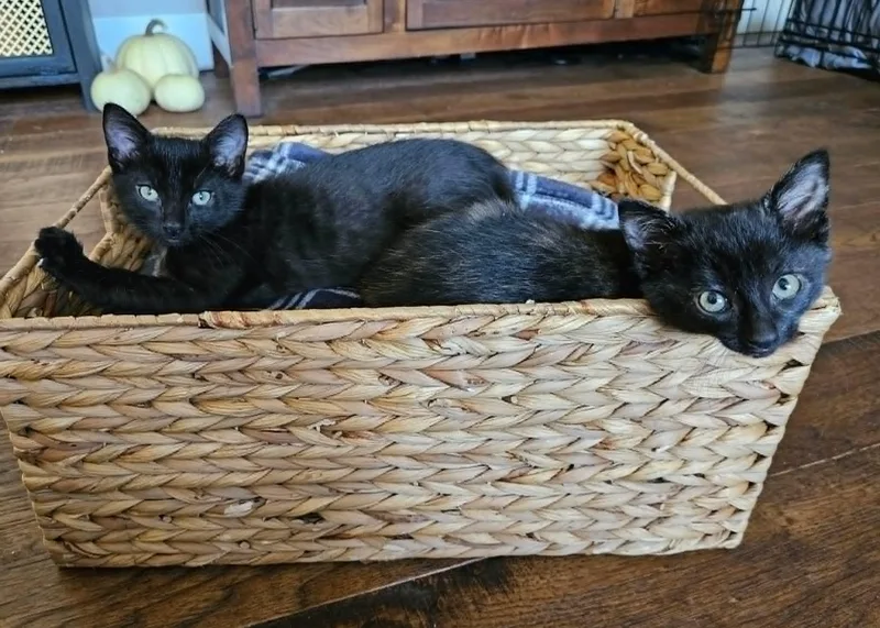 A baby medium-sized male Black Domestic Short Hair cat named Louis for adoption in Overland Park, KS