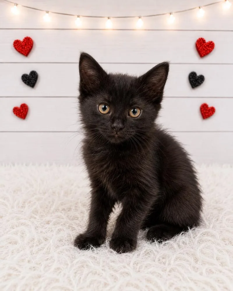 Pippin