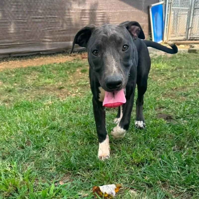A baby medium-sized female Black Catahoula Leopard Dog dog named Atlantica for adoption in Tanner, AL