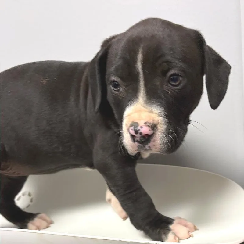 A baby small-sized female Black Mixed Breed dog named Georgia Michelle for adoption in Chattanooga, TN