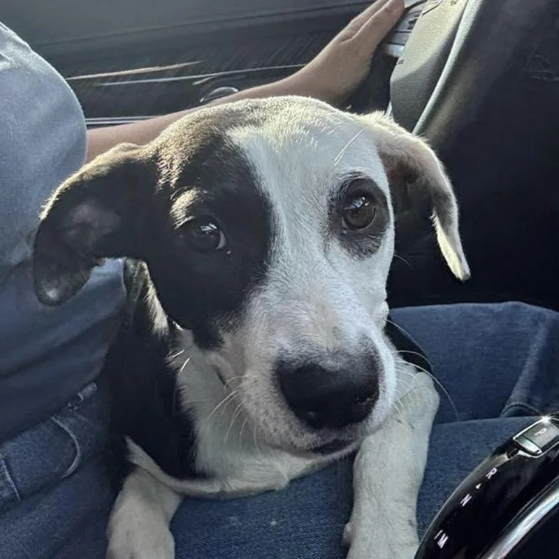 A baby medium-sized female Mixed Breed dog named Dottie for adoption in Key Largo, FL