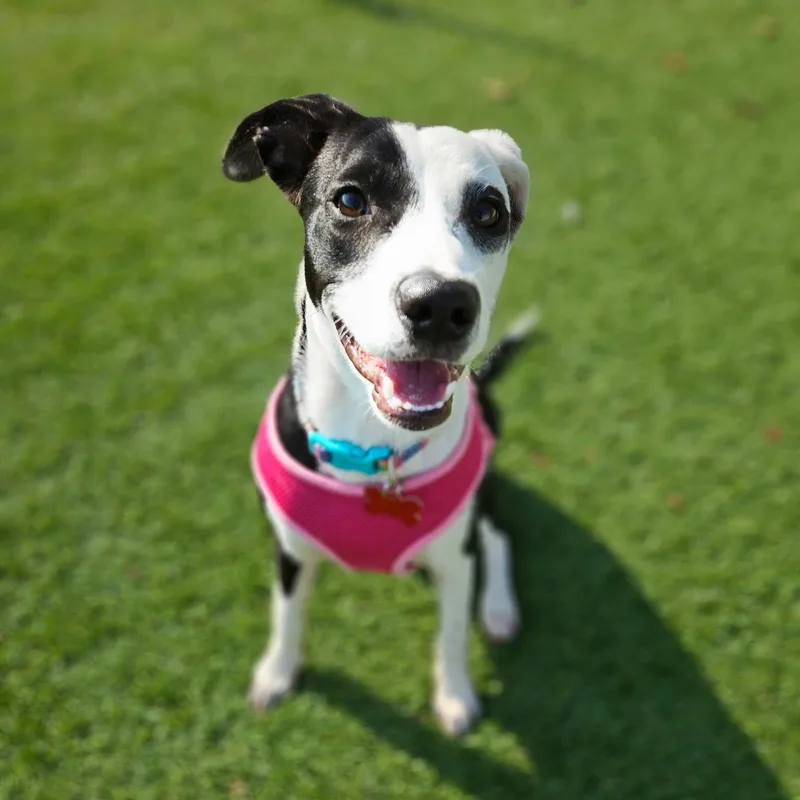 Dottie thumbnail 4