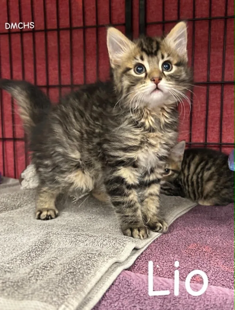 A baby small-sized male Tabby (Gray / Blue / Silver) Domestic Short Hair cat named Lio for adoption in Burlington, IA