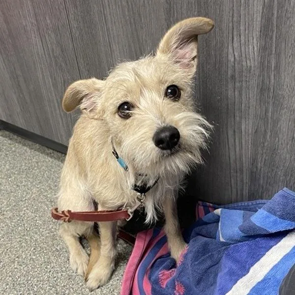 A young small-sized male Chihuahua dog named Max for adoption in Escondido, CA