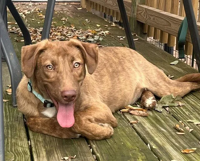 A young large-sized female Mixed Breed dog named Stevie for adoption in Blackwood, NJ