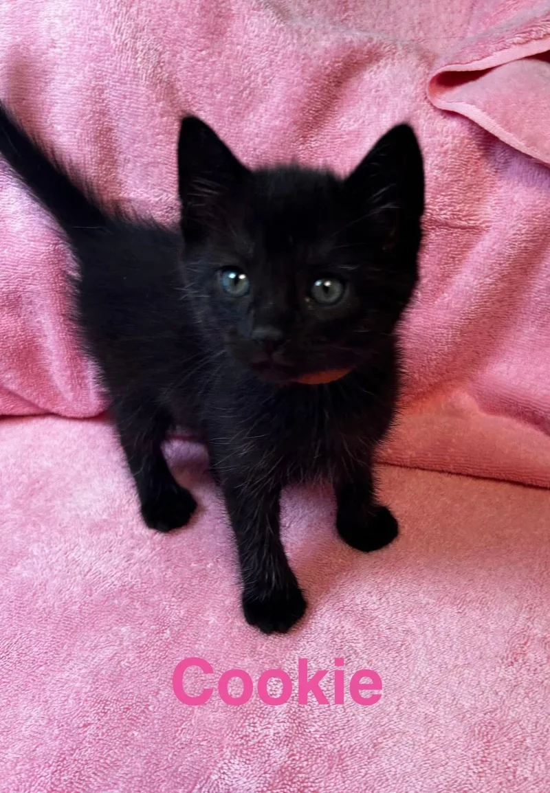 A baby small-sized female Black American Shorthair cat named Cookie for adoption in Paulina, LA