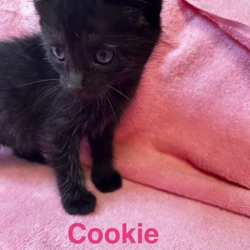 Cookie thumbnail 3