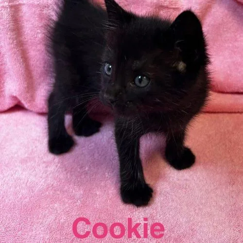 Cookie thumbnail 5
