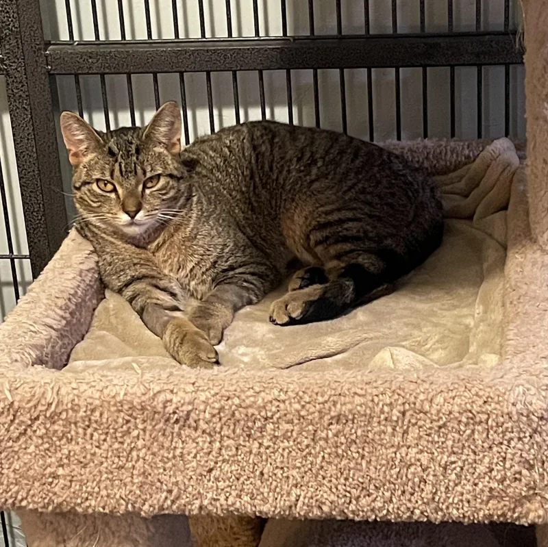 A young medium-sized male Tabby (Buff / Tan / Fawn) Domestic Short Hair cat named Cole for adoption in Green Bay, WI
