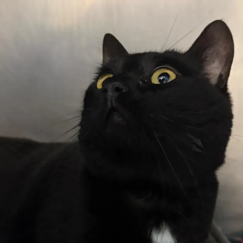 An adult large-sized female Black American Shorthair cat named Scarlett for adoption in Troy, VA