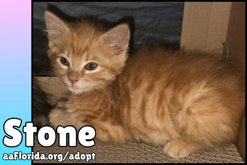 A young medium-sized male Orange / Red Domestic Medium Hair cat named Stone for adoption in Pensacola, FL