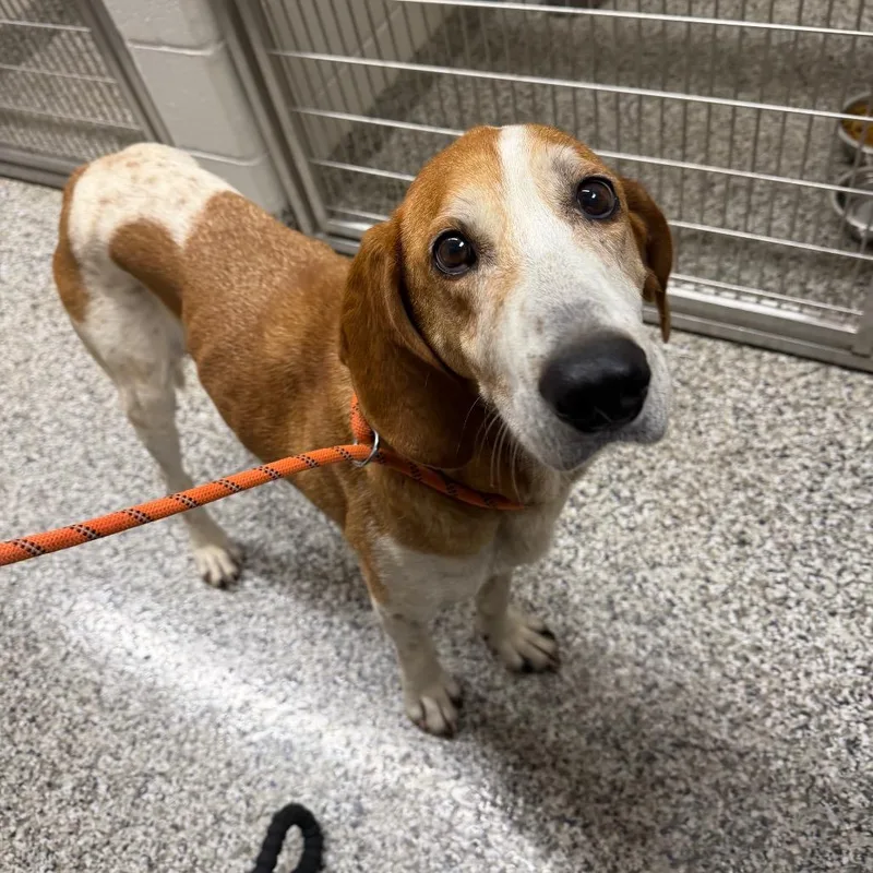 An adult medium-sized female Yellow / Tan / Blond / Fawn Hound dog named Annie for adoption in Morganton, NC