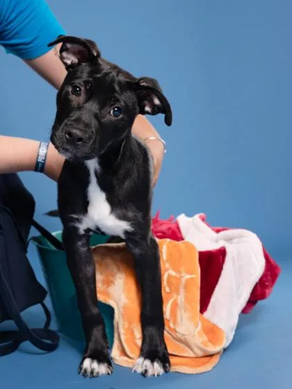 A baby small-sized female Pit Bull Terrier dog named Dibble for adoption in Atlanta, GA