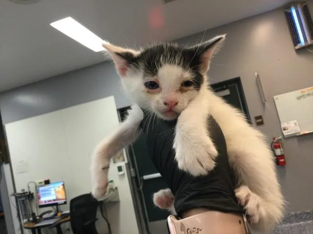 A baby small-sized female Domestic Short Hair cat named Nova for adoption in Thousand Palms, CA