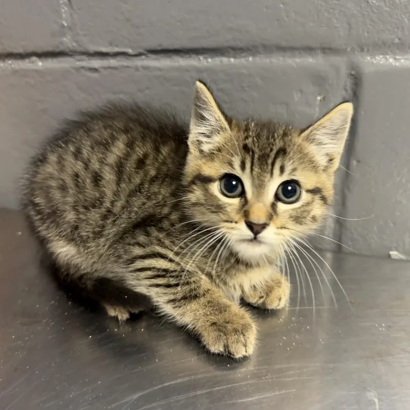 Tuscstray