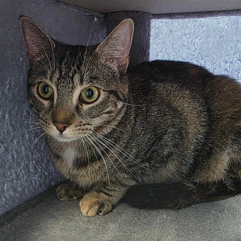A young medium-sized female Torbie Domestic Short Hair cat named Ruby for adoption in Abilene, TX
