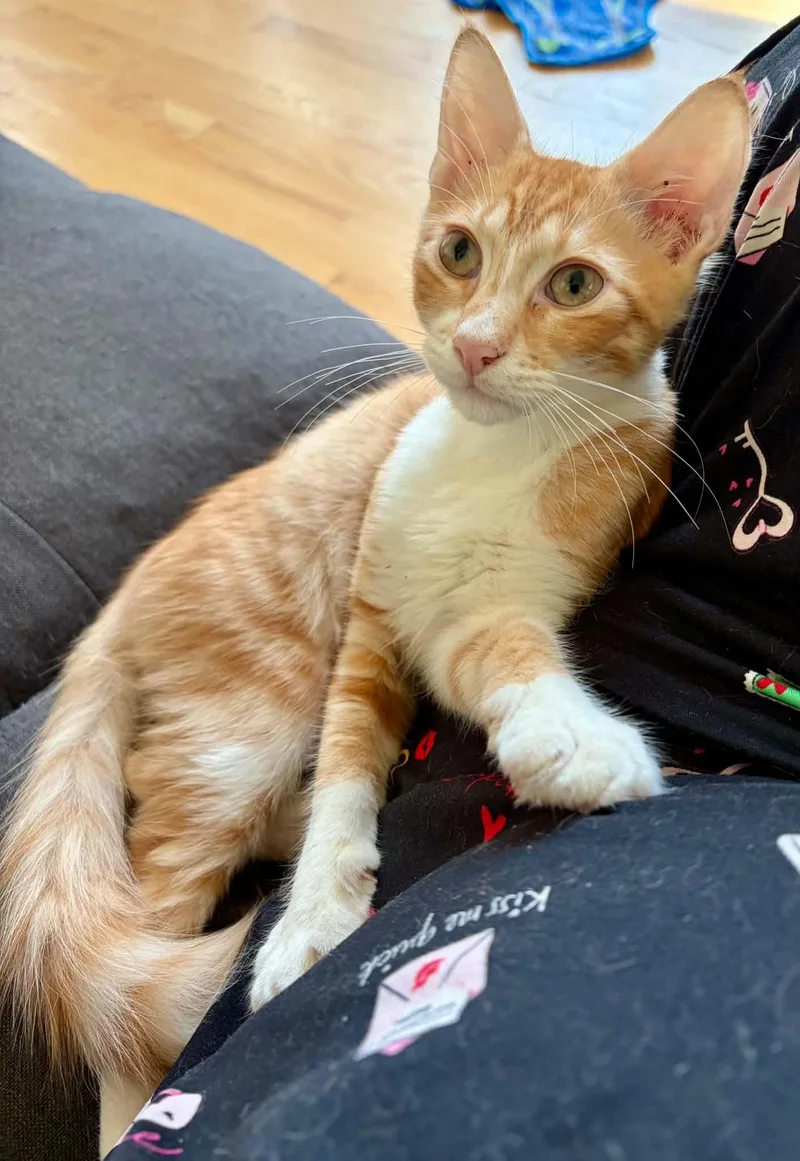 A baby medium-sized male Domestic Medium Hair cat named Doodle for adoption in Warren, NJ