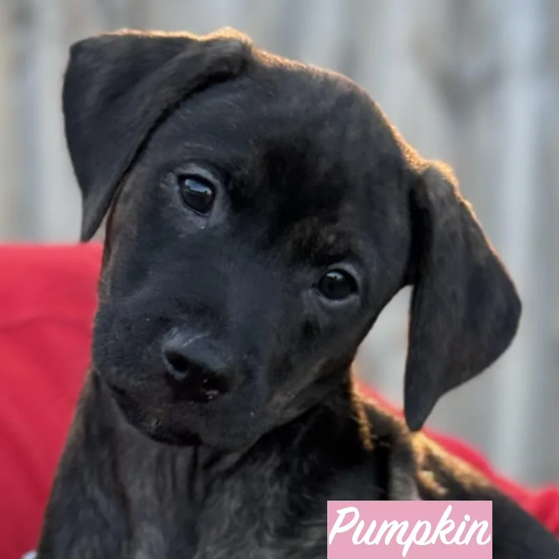 .pumpkin thumbnail 5