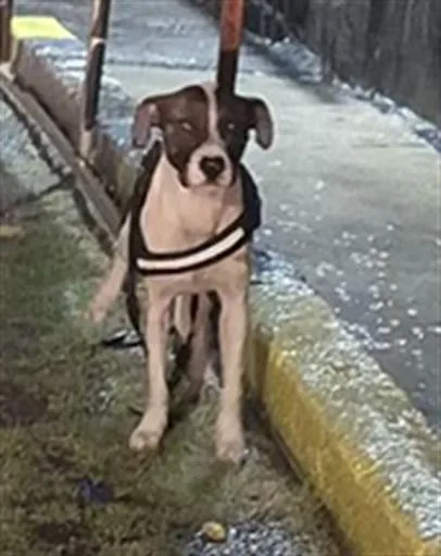An adult small-sized male American Staffordshire Terrier dog named Moop for adoption in San Antonio, TX