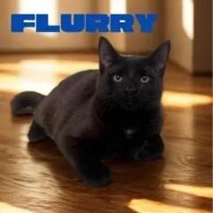 Flurry