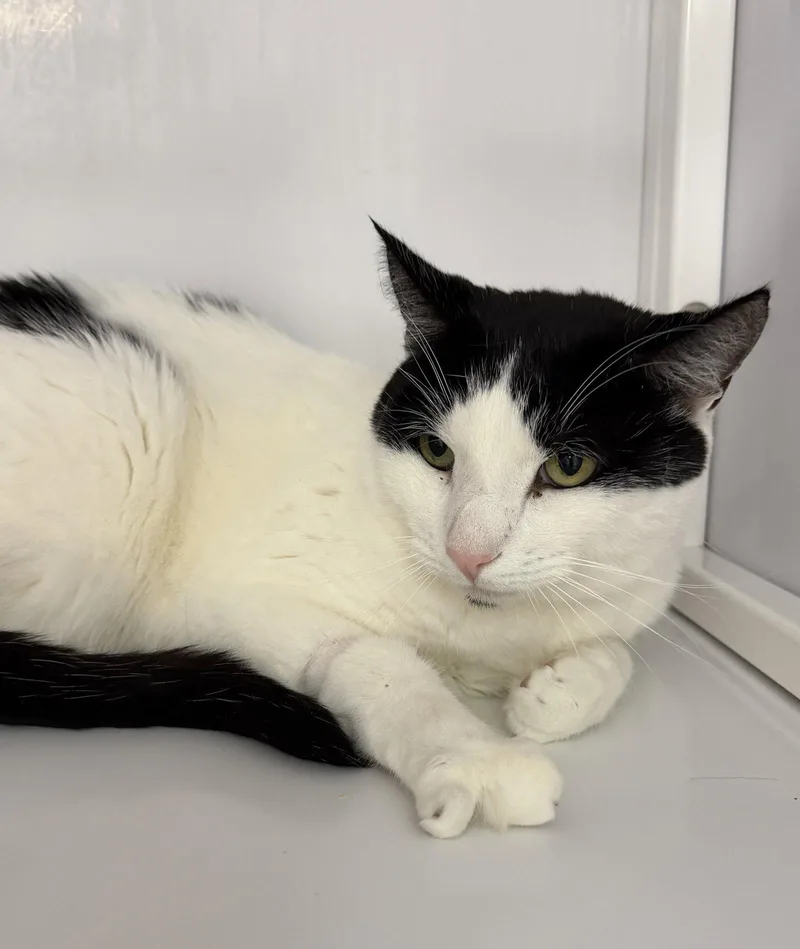 A young medium-sized male Black & White / Tuxedo Domestic Short Hair cat named Mikey for adoption in Alexandria, VA