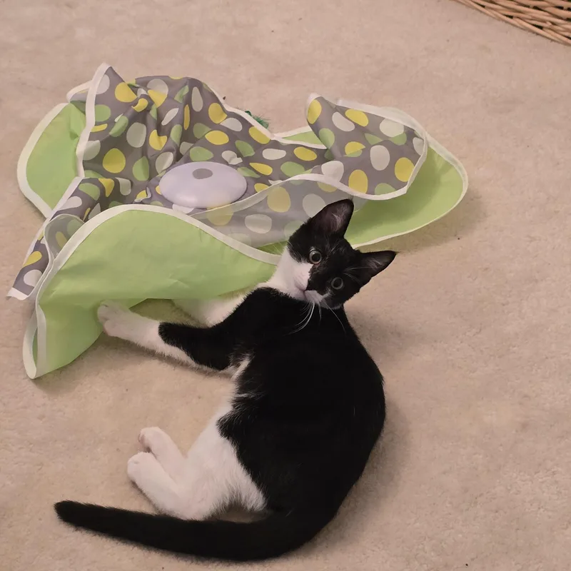 A baby medium-sized male Black & White / Tuxedo Domestic Short Hair cat named Figaro for adoption in Lemoyne, PA