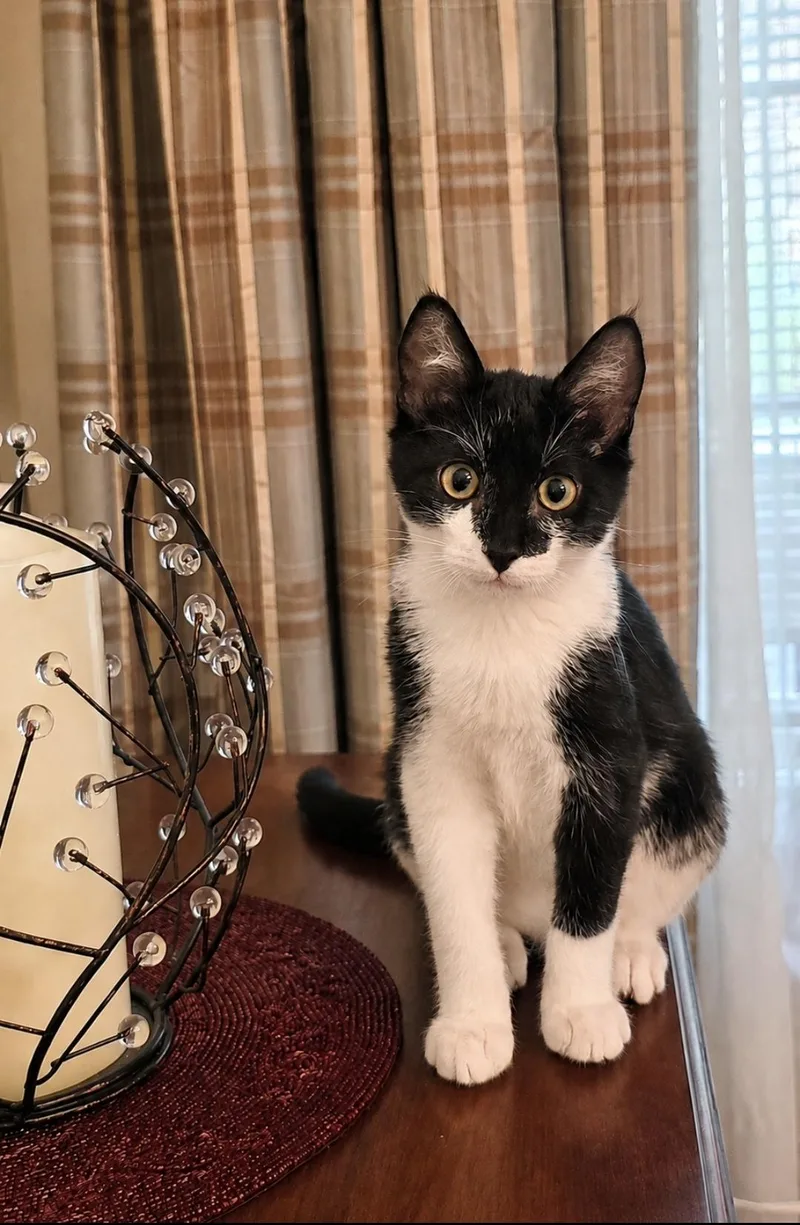 Figaro thumbnail 3