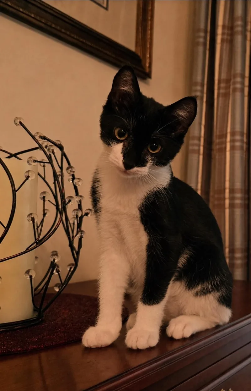 Figaro thumbnail 4