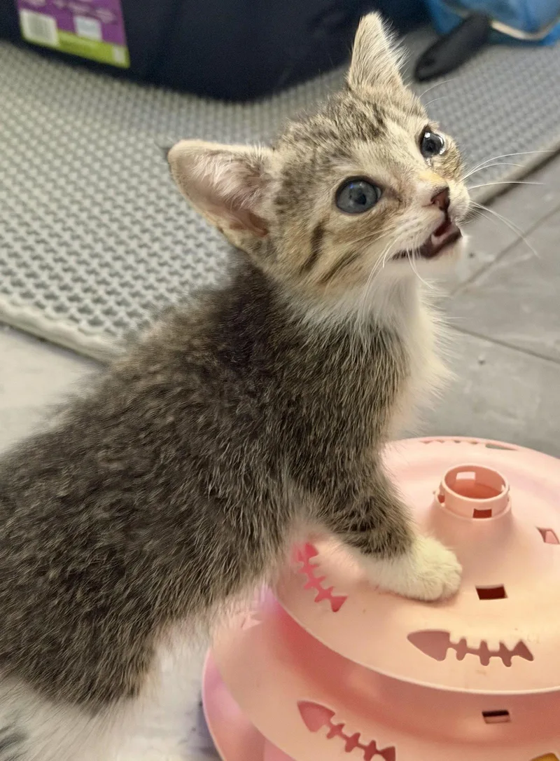 A baby medium-sized male American Shorthair cat named Dilly for adoption in Roanoke, AL
