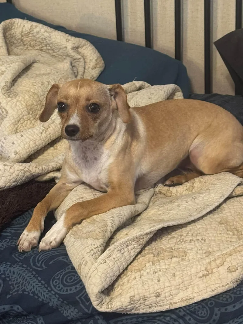A baby small-sized female Chihuahua dog named Sera for adoption in Navarre, FL