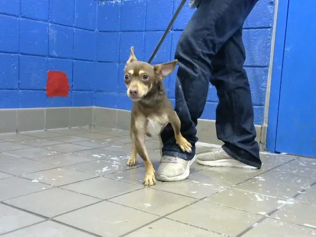 A young small-sized male Chihuahua dog named Bowman for adoption in Albuquerque, NM
