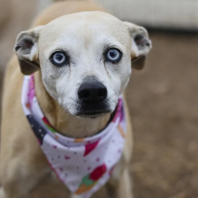 An adult medium-sized female Retriever dog named Farrah for adoption in San Antonio, TX