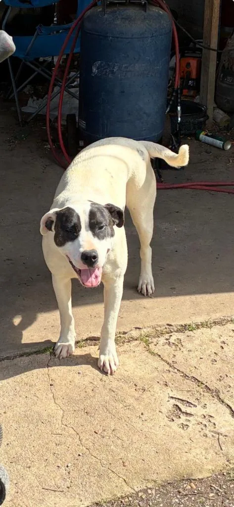 Ladybug Awaiting Sn  thumbnail 2