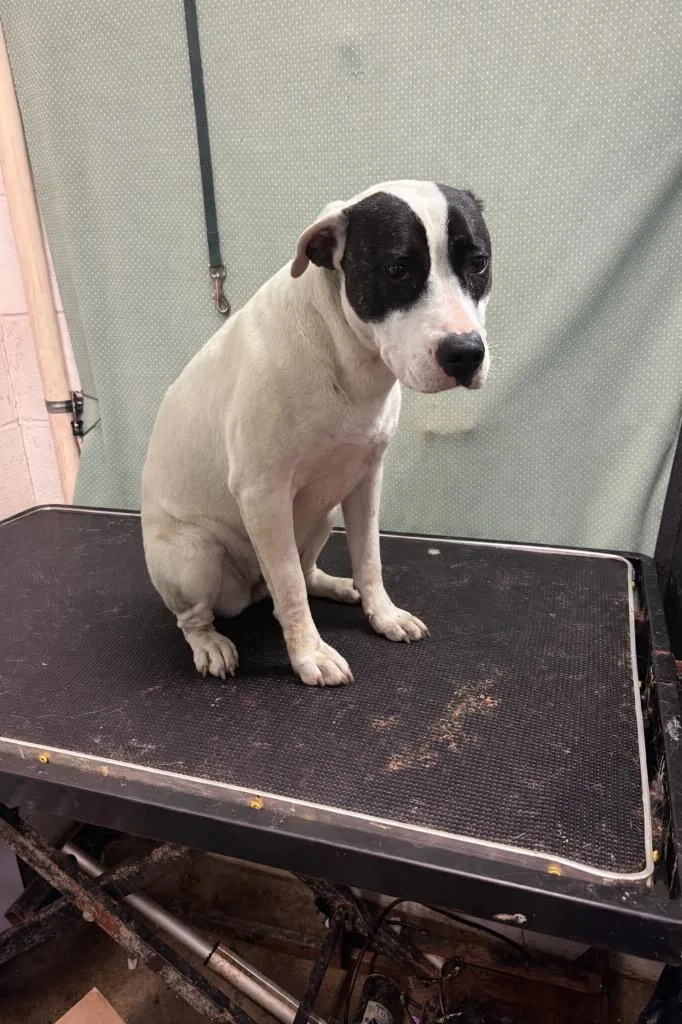 Ladybug Awaiting Sn  thumbnail 3