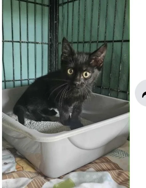 A young small-sized male Black Domestic Short Hair cat named Elliot for adoption in Fremont, NE
