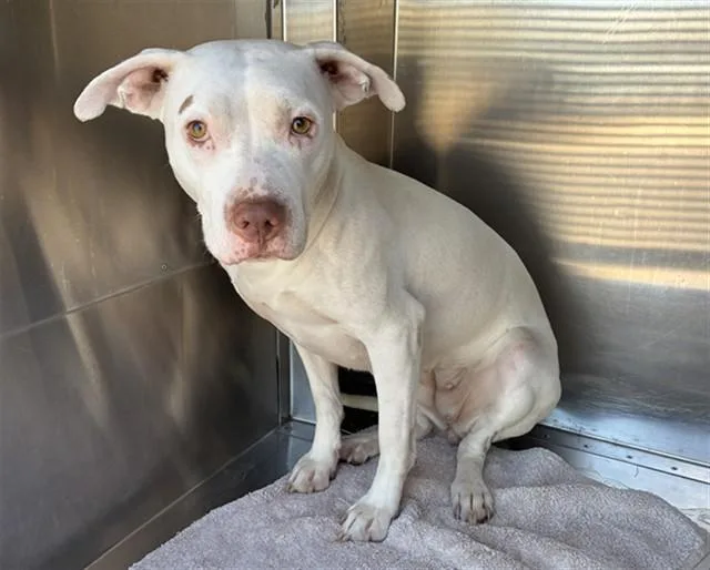An adult large-sized female Pit Bull Terrier dog named Pickles for adoption in Mesa, AZ