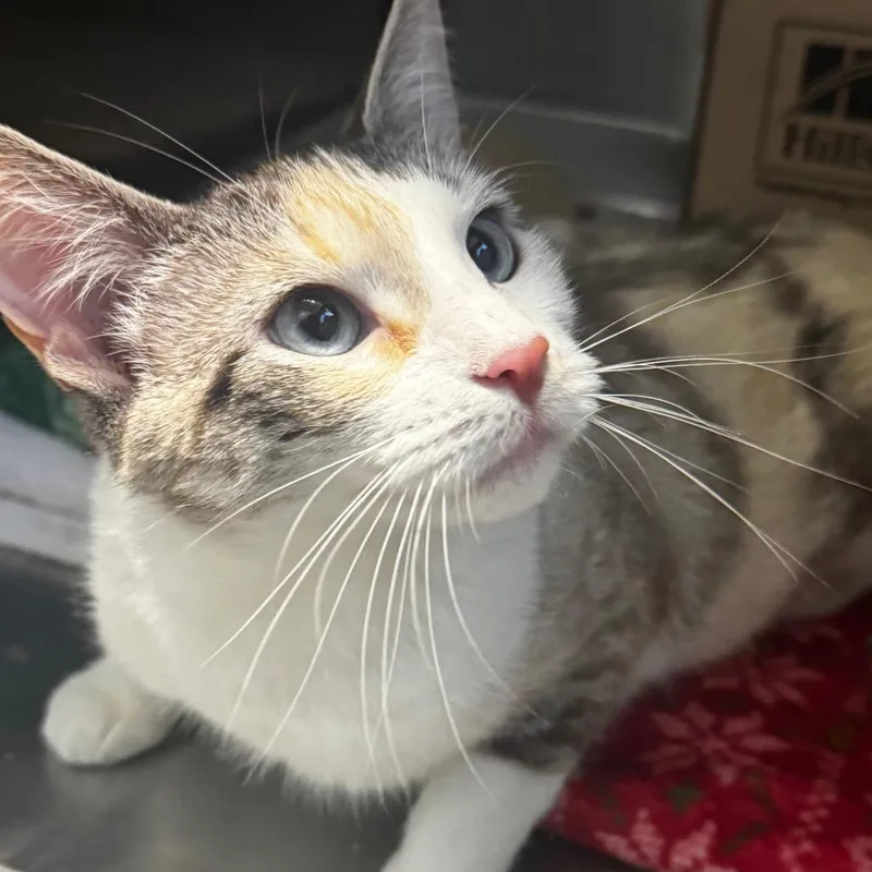 An adult medium-sized female Calico Domestic Short Hair cat named Penelope for adoption in Wheeling, IL