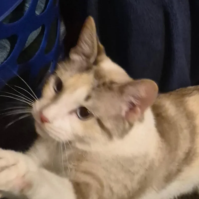 Penelope thumbnail 3