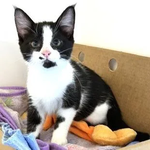 A baby small-sized male Black Domestic Medium Hair cat named Jack for adoption in Novelty, OH