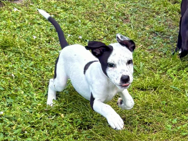 A baby small-sized female Hound dog named Salted Caramel for adoption in Sebastian, FL