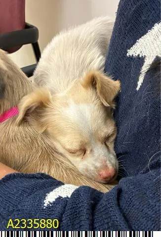A young small-sized female Mixed Breed dog named Sprite for adoption in West Palm Beach, FL
