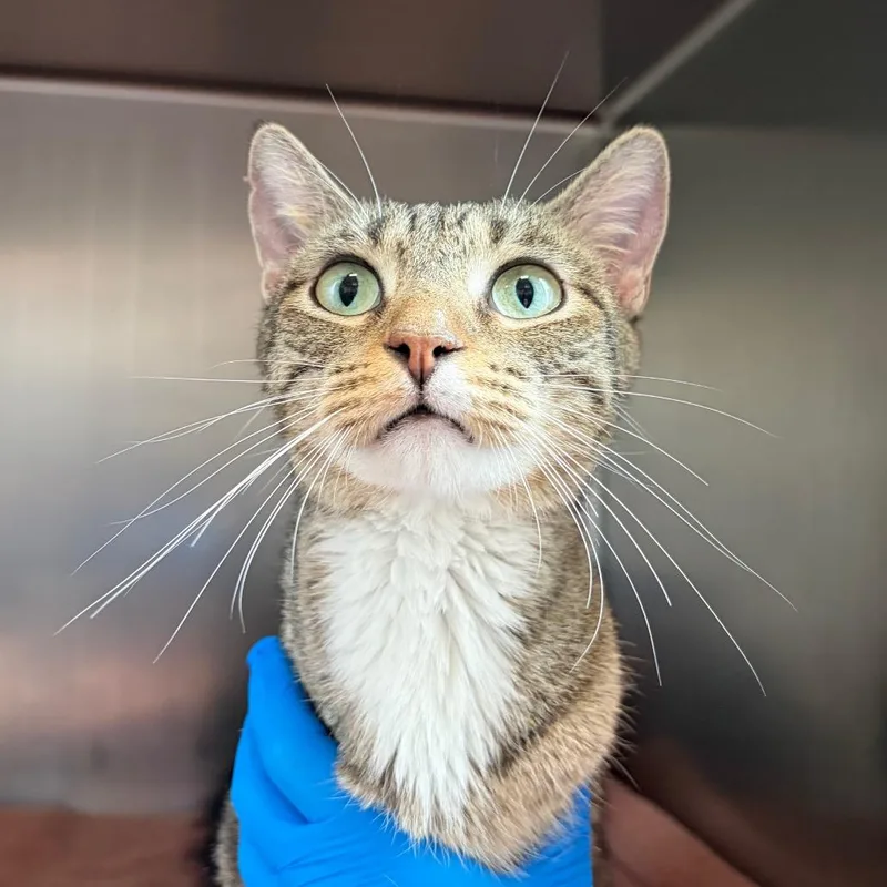 An adult medium-sized female Brown / Chocolate Domestic Short Hair cat named Dipsy for adoption in Council Bluffs, IA