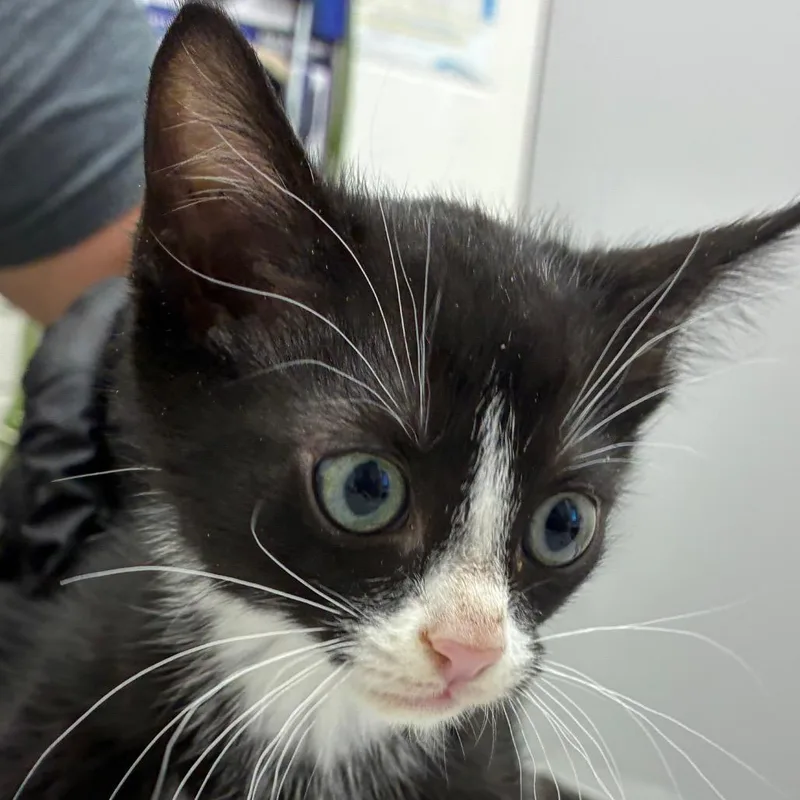 A baby small-sized male Domestic Short Hair cat named Dunglap for adoption in Corpus Christi, TX