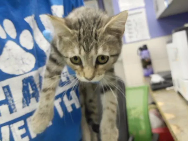 A baby small-sized female Domestic Short Hair cat named Rosemary for adoption in Omaha, NE