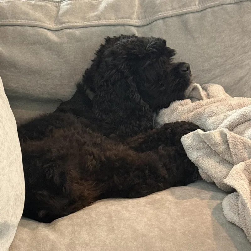 An adult small-sized male Black Cocker Spaniel dog named Guinness for adoption in New Orleans, LA