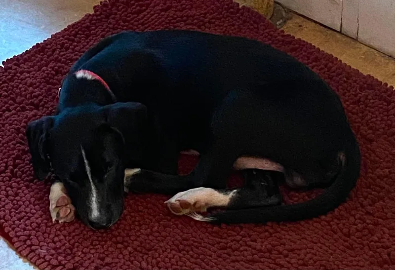 A baby large-sized male Black Labrador Retriever dog named Sam for adoption in Griswold, CT