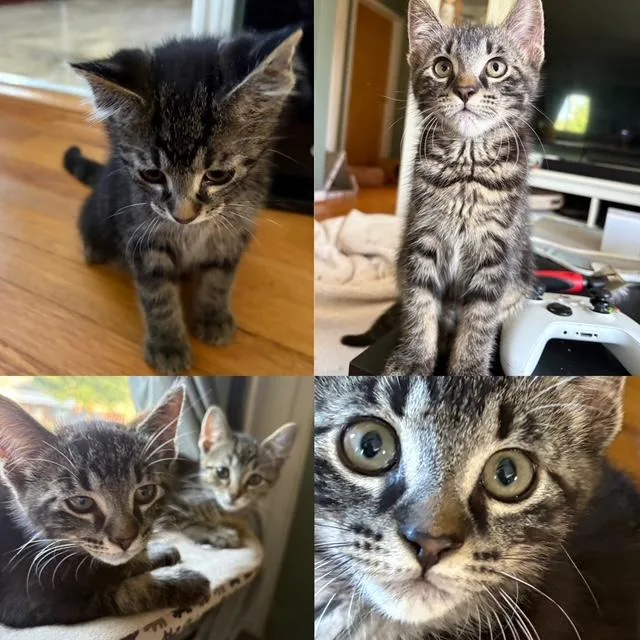 A baby medium-sized male Tabby (Brown / Chocolate) Tabby cat named Thx for adoption in Wyandotte, MI